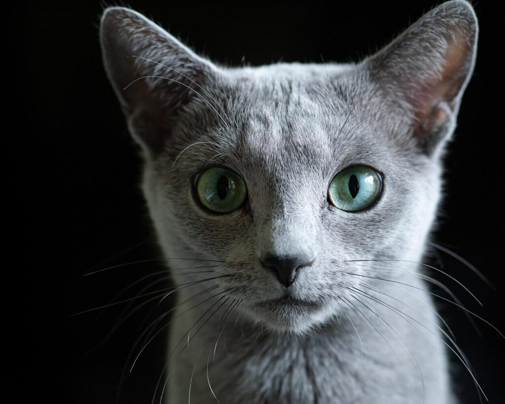 russian blue, cat, pet, animal, domestic, nature, feline, mammal